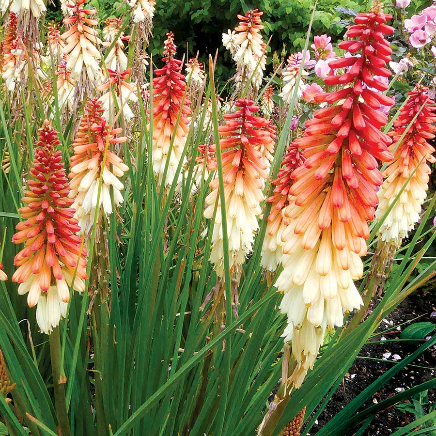 Perennial Red Hot Poker 1 Gallon