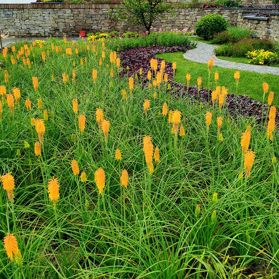 Perennial Red Hot Poker 1 Gallon