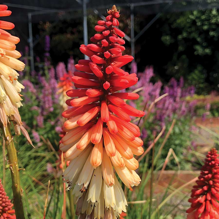 Perennial Red Hot Poker 1 Gallon