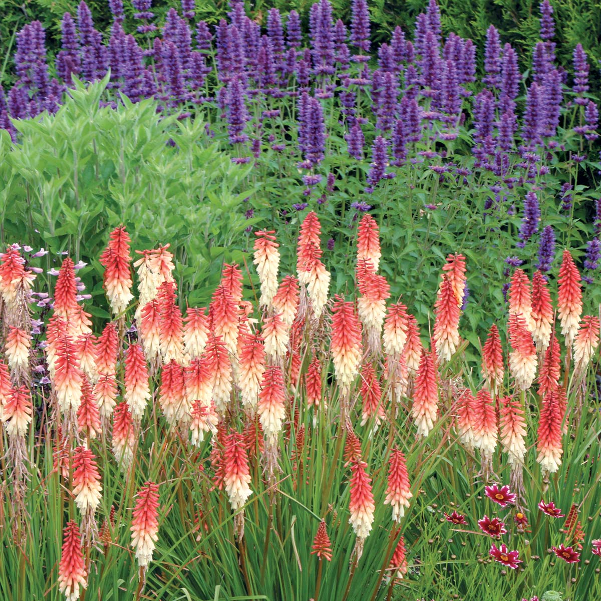 Perennial Red Hot Poker 1 Gallon