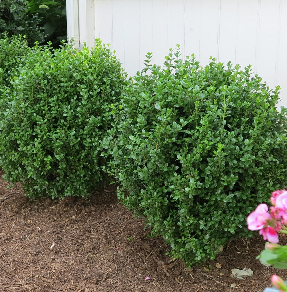 Boxwood Freedom