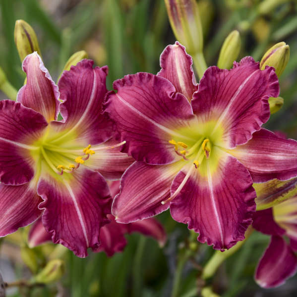 Daylily Romantic Returns 1G