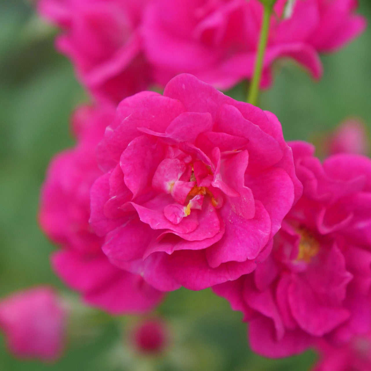 Easy Peasy Rose