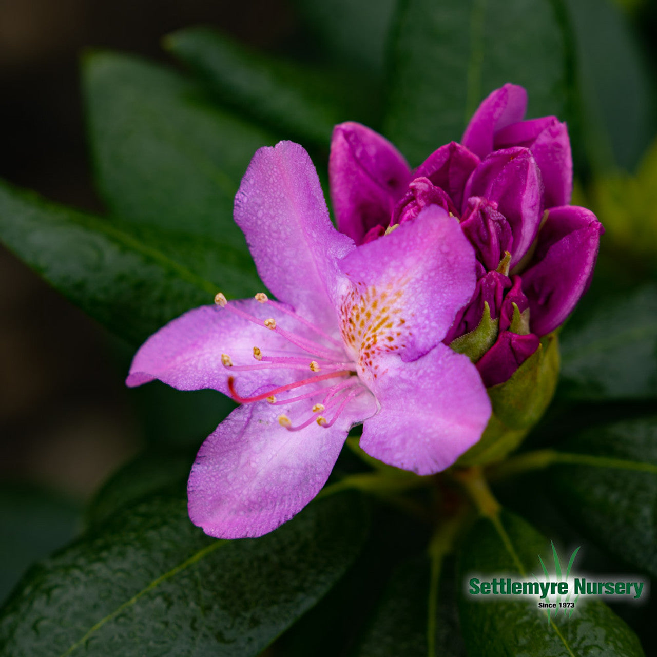 English Roseum Rhododendron