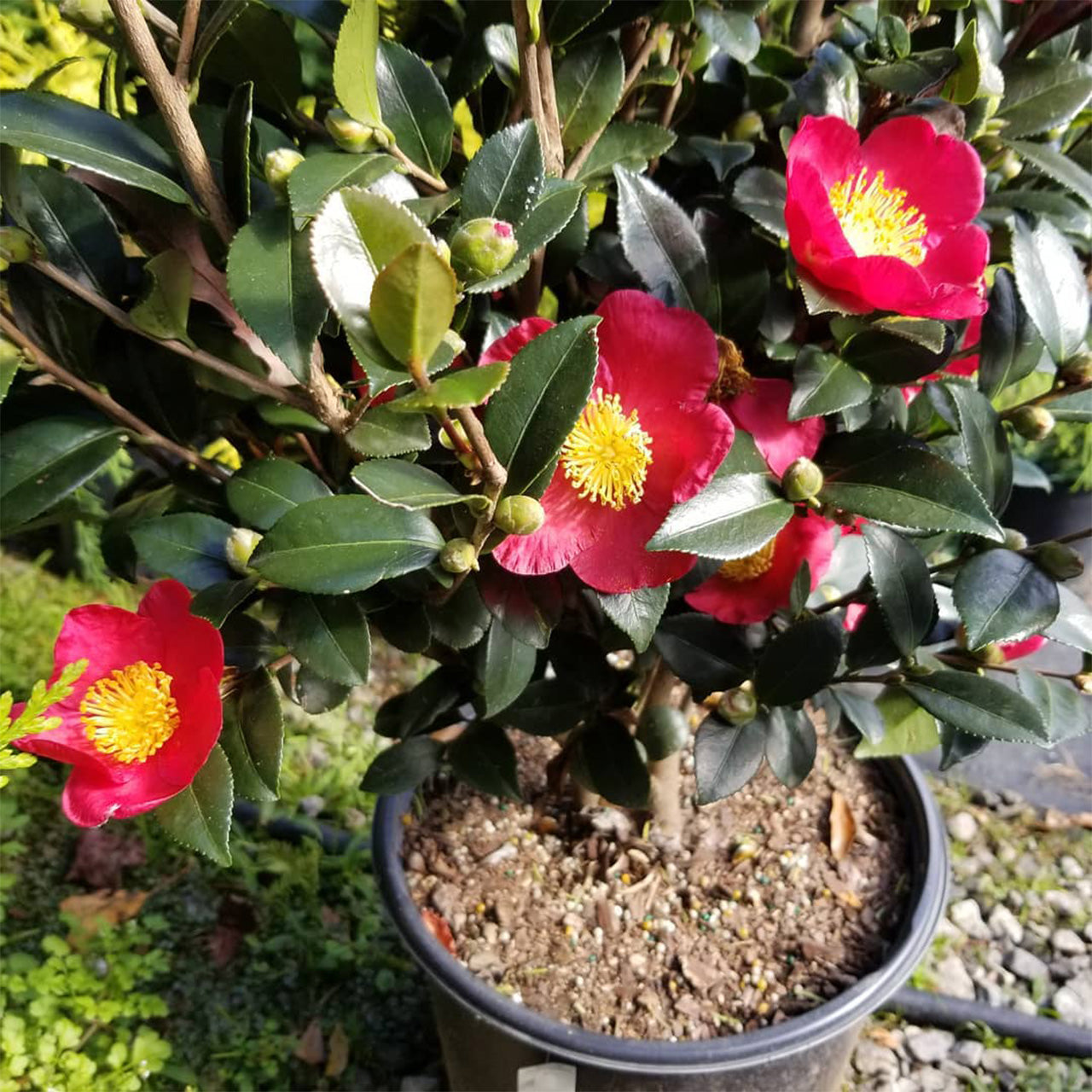 Camellia Yuletide Red