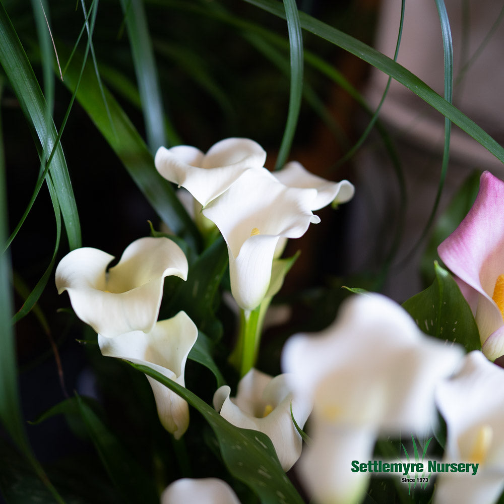 Calla Lily 6 Assorted Colors