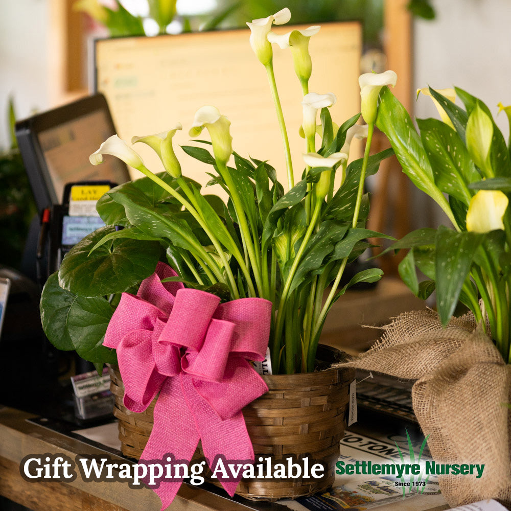 Calla Lily 6 Assorted Colors