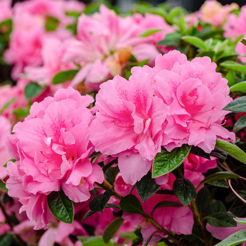 Enchanting group of autumn carnation blooms on Encore Azalea in the landscape