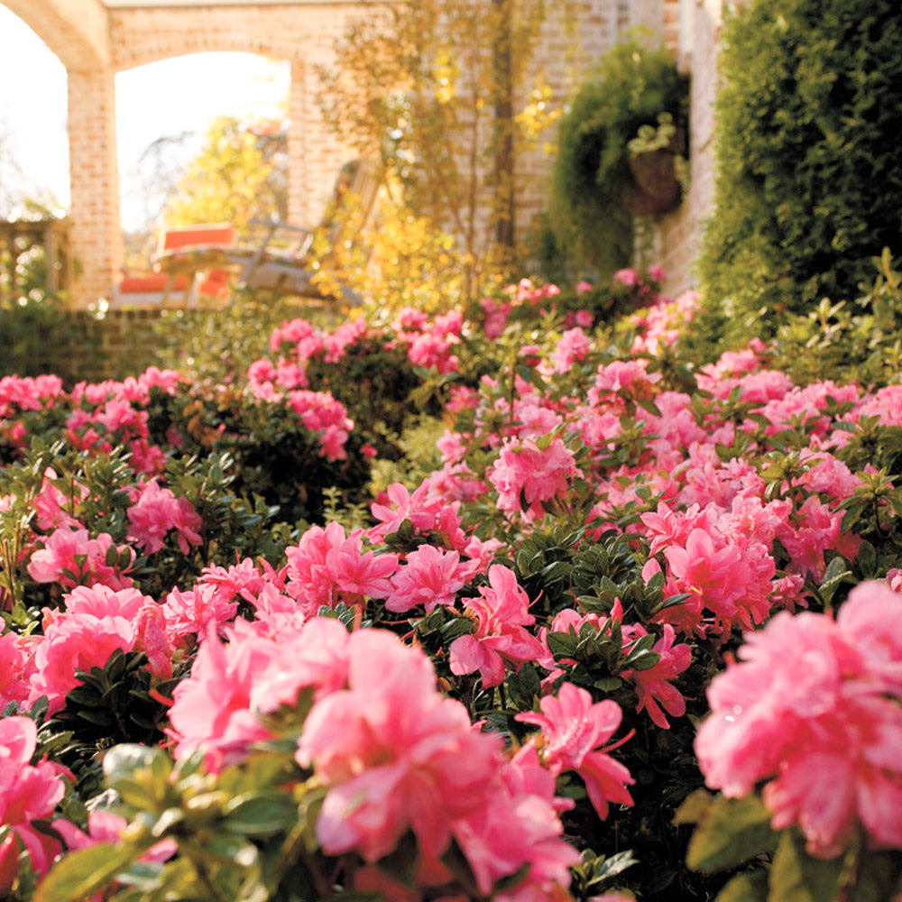 Beautiful group of autumn carnation blooms on Encore Azalea reblooming azalea