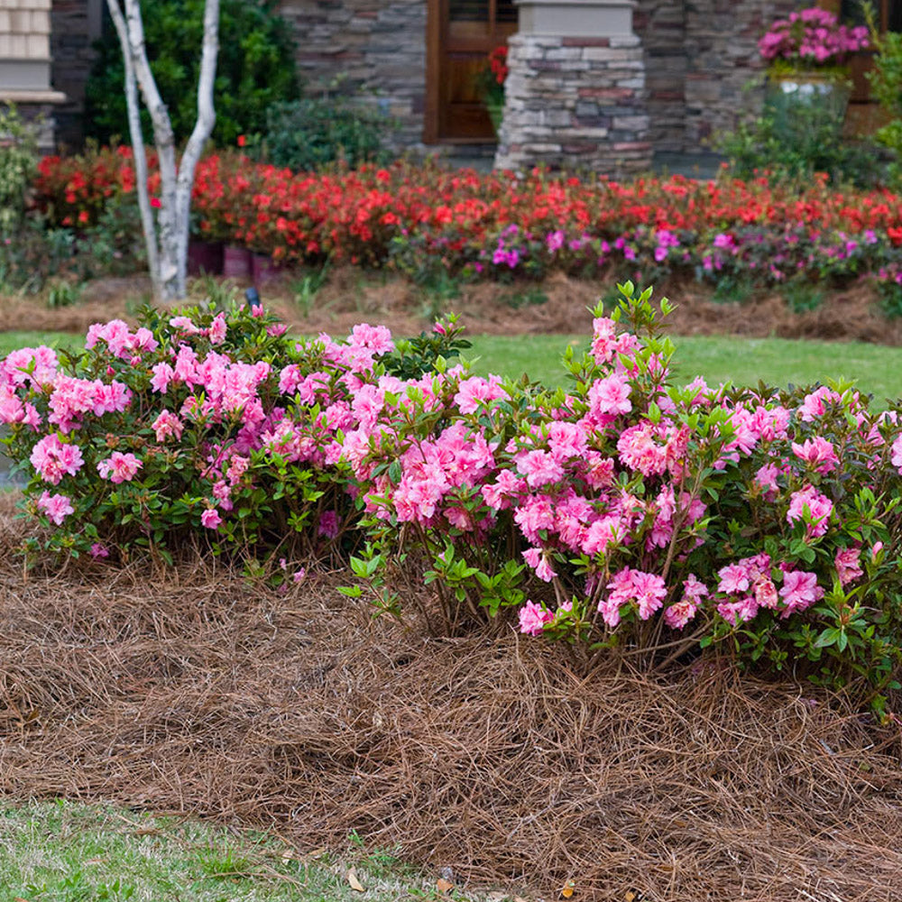 Azalea Encore Autumn Carnation