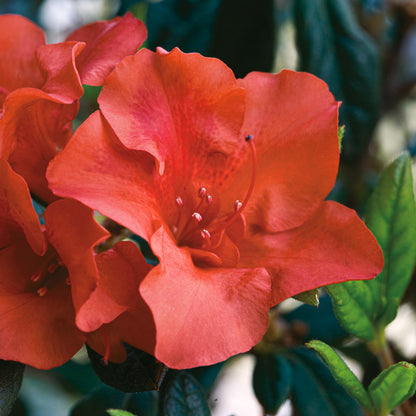 Azalea Encore Autumn Embers