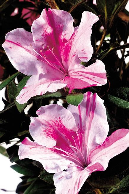 Encore Azalea Autumn Twist blooms at Settlemyre Nursery