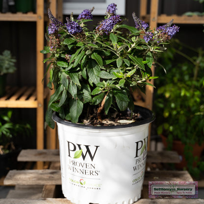 Pugster Blue Butterfly Bush