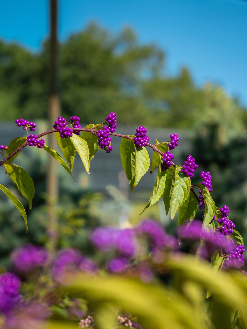 Callicarpa Beauty Berry