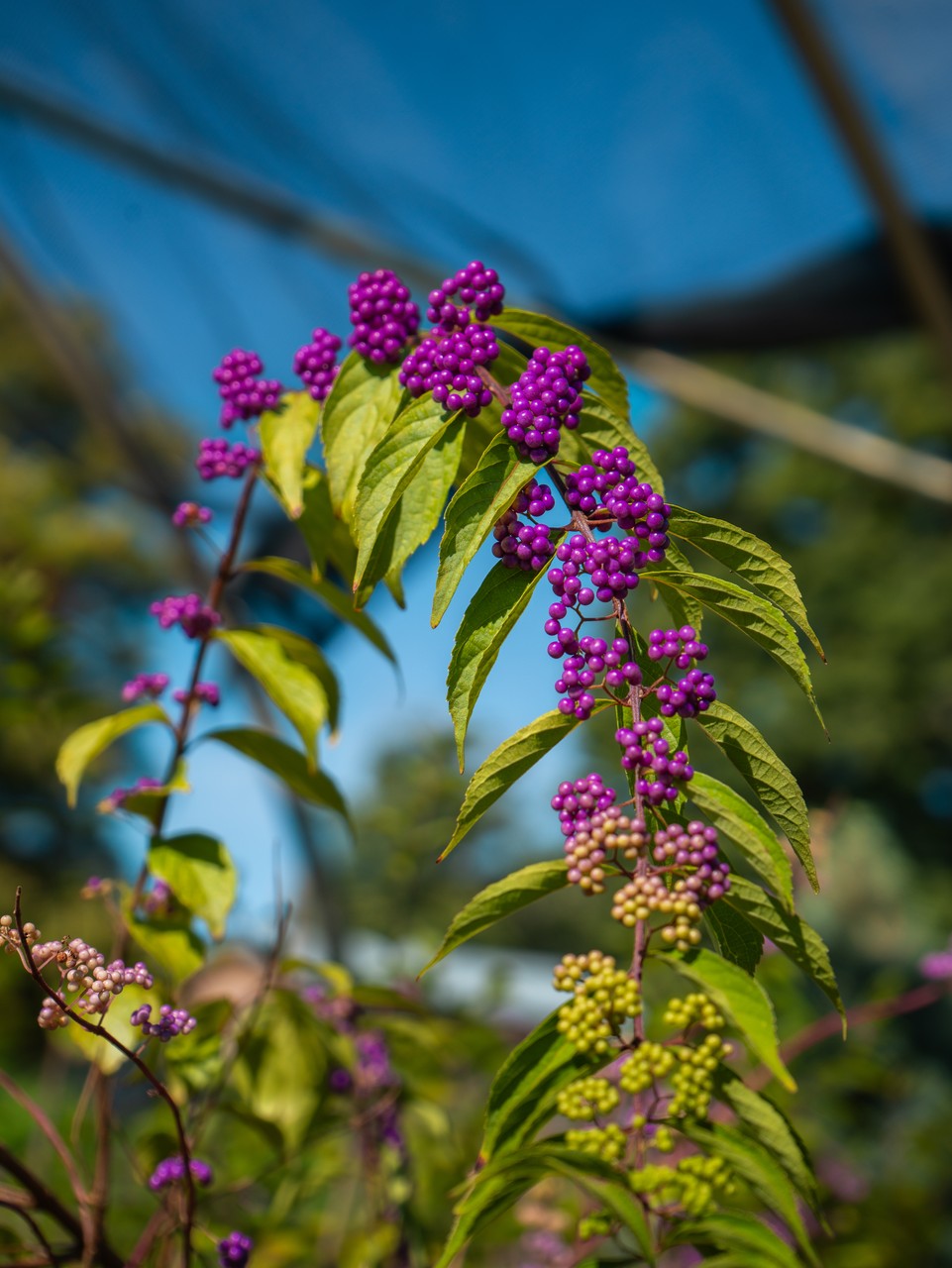 Callicarpa Beauty Berry