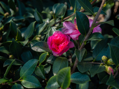 Camellia Shi Shi Gashira Pink