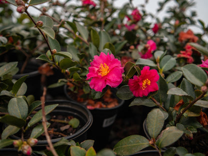 Camellia Shi Shi Gashira Pink