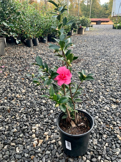 Camellia Shi Shi Gashira Pink
