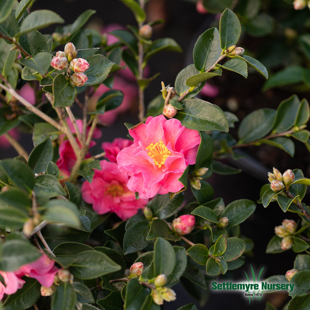 Camellia Shi Shi Gashira Pink