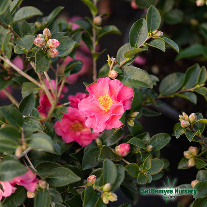 Camellia Shi Shi Gashira Pink