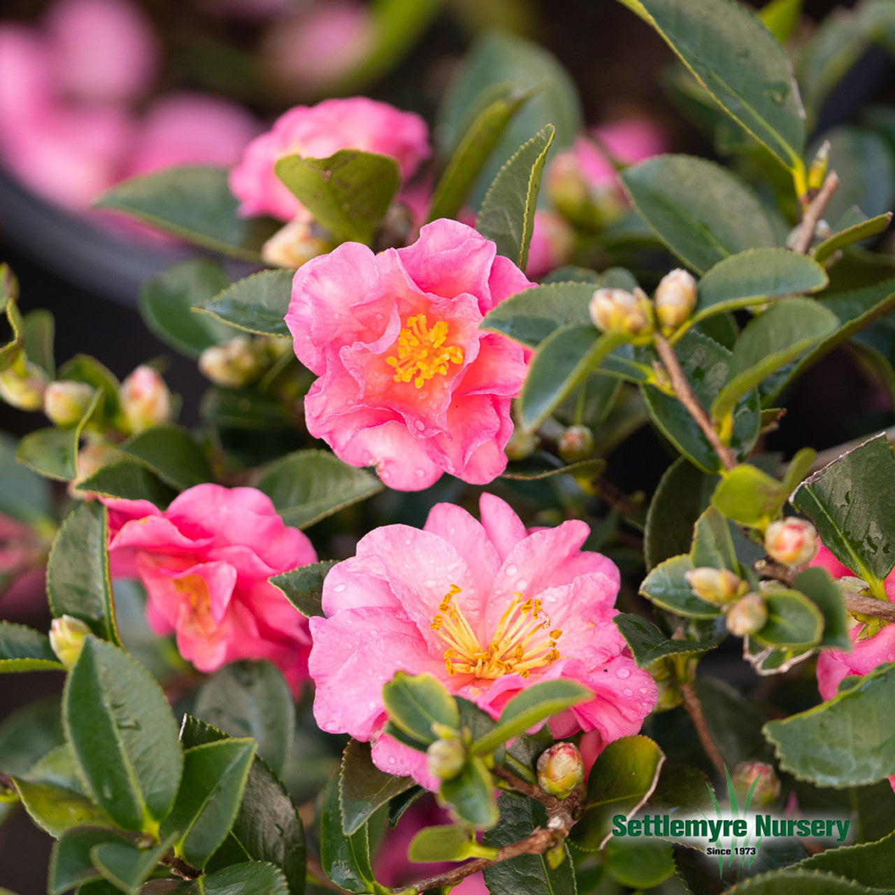 Camellia Shi Shi Gashira Pink