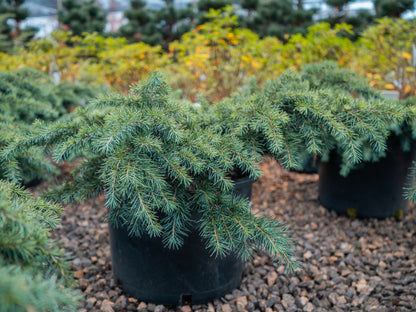 Cedrus Prostrate Beauty Cedar 6 Gallon
