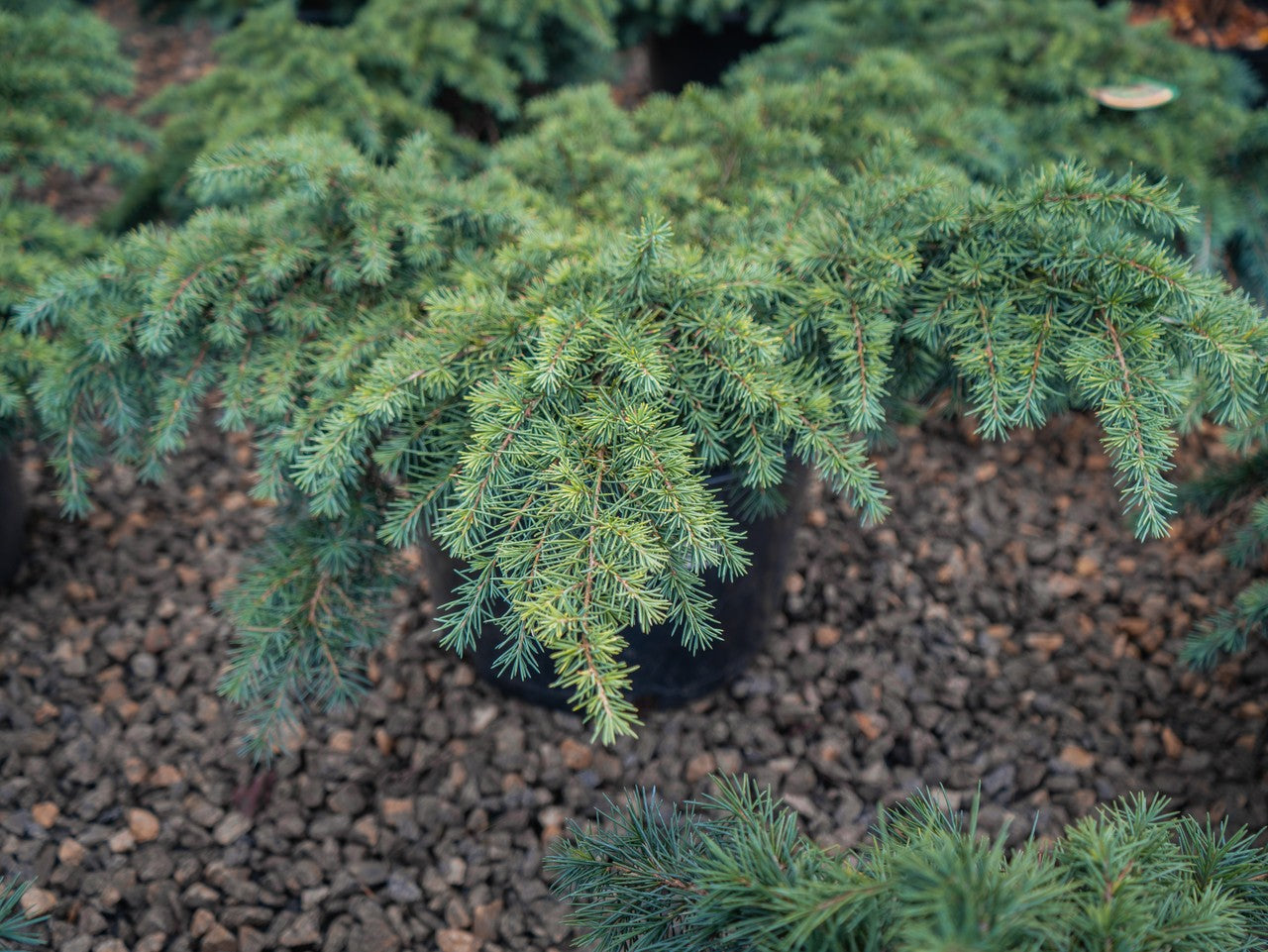 Cedrus Prostrate Beauty Cedar 6 Gallon
