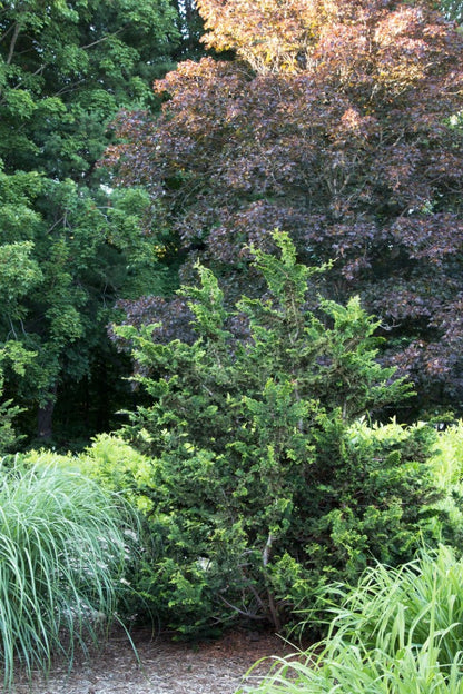 Chamaecyparis Fernspray 3 Gallon