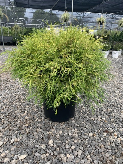 Gold Mop Chamaecyparis