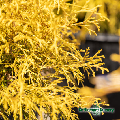 Gold Mop Chamaecyparis