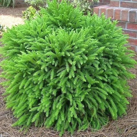 Cryptomeria Globosa Nana 3 Gallon