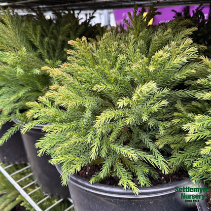 Cryptomeria Globosa Nana 3 Gallon