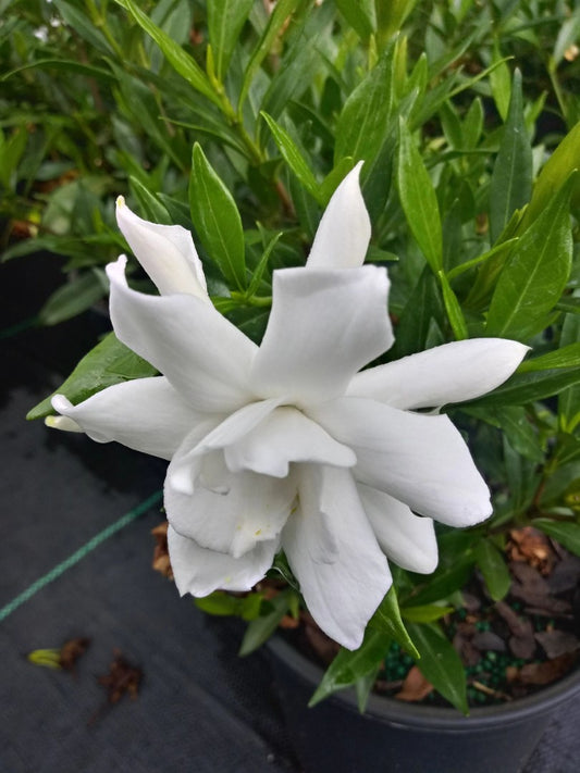 Gardenia Frost Proof 1 Gallon