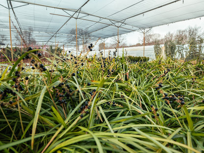 Big Blue Monkey Grass | Liriope