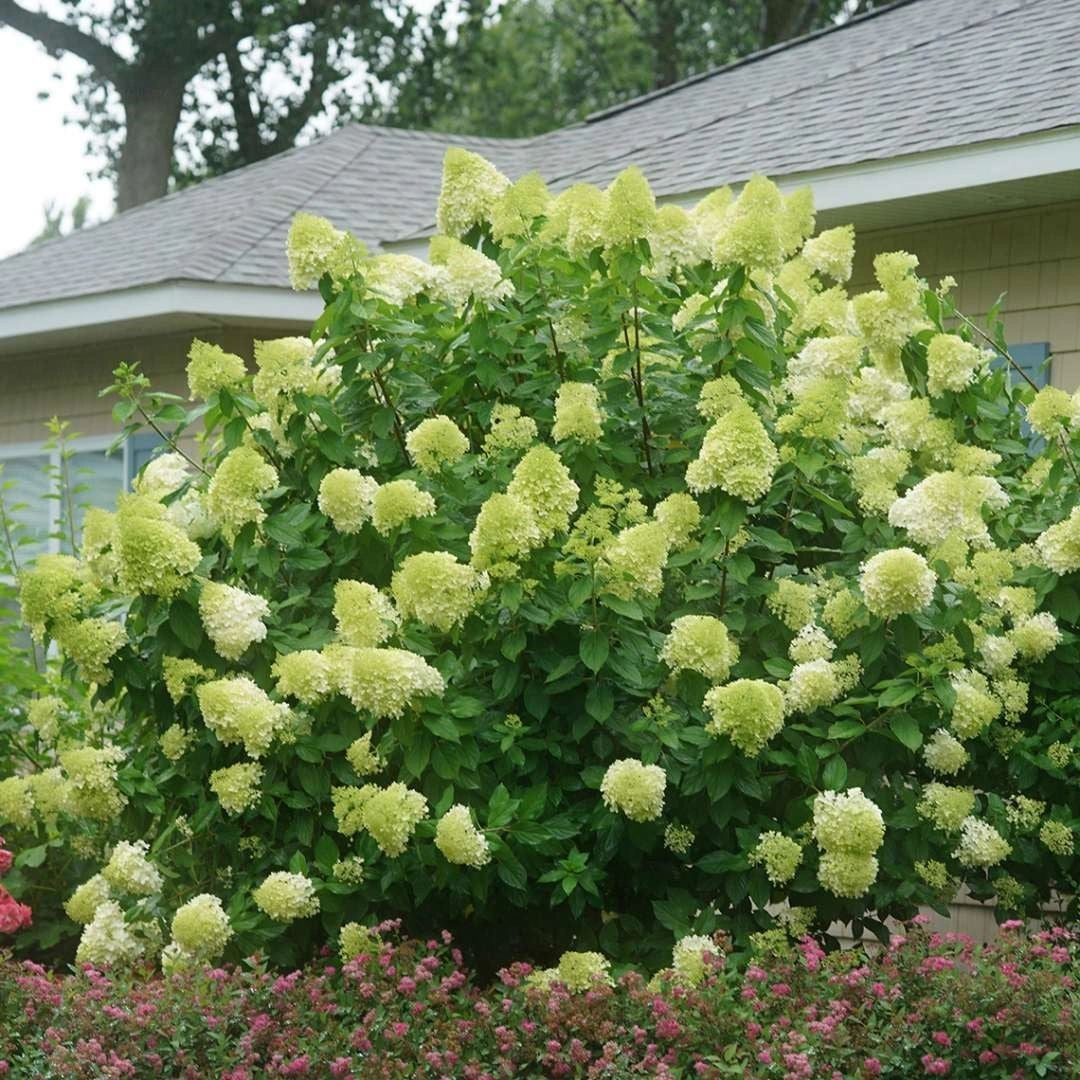 Luminous Limelight Hydrangea in Full Bloom