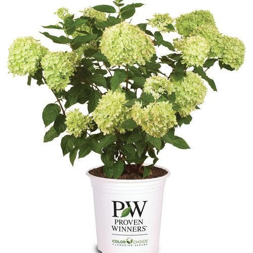 Little Lime Hydrangea