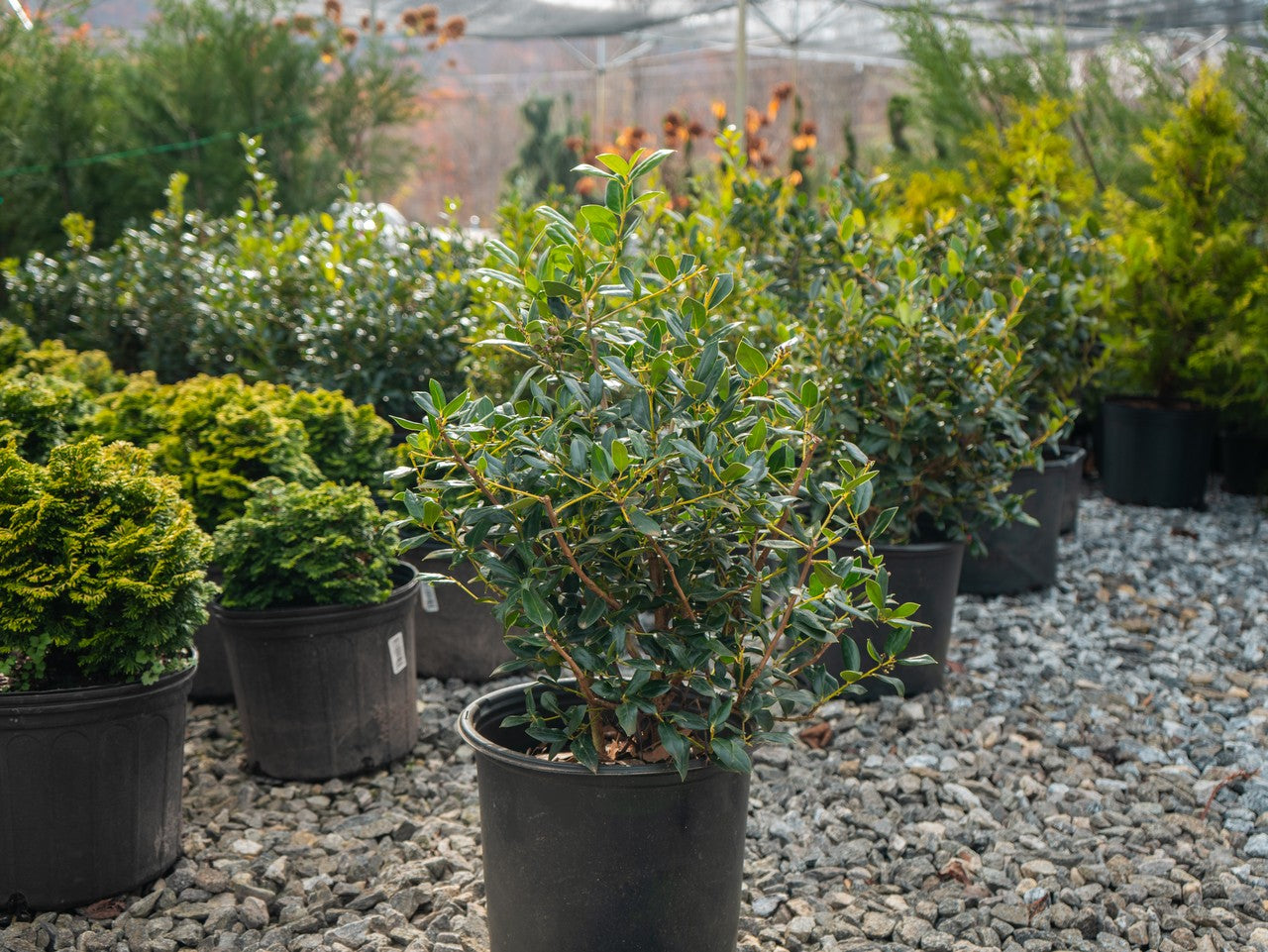 Foliage with red winter berries on needlepoint holly