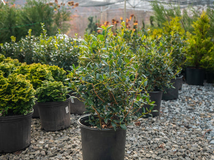 Foliage with red winter berries on needlepoint holly