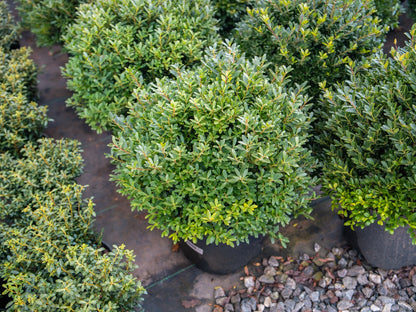 Hoogendorn Japanese Holly