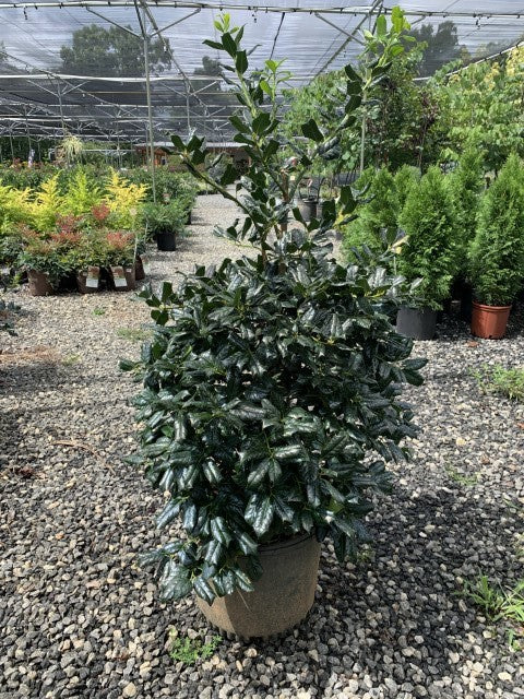 Holly Nellie Stevens 7 Gallon