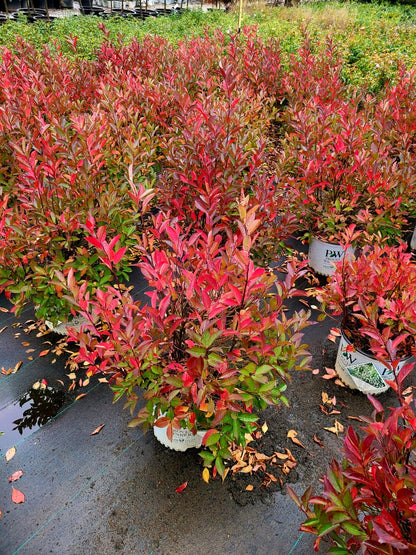 Itea Little Henry 3 Gallon Proven Winners