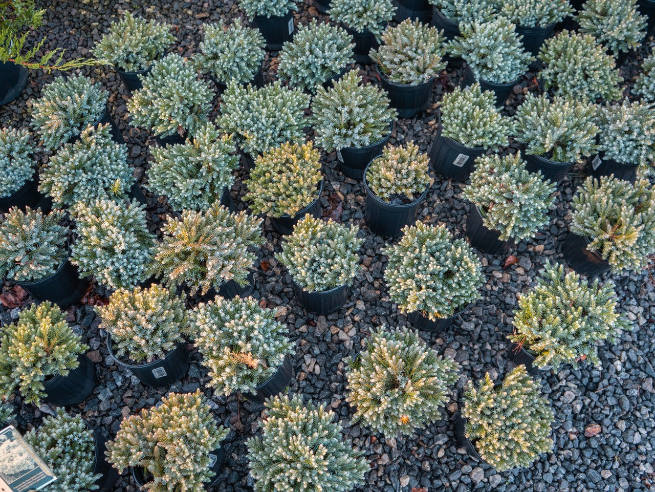 Blue Star Juniper in pot at Settlemyre Nursery - 1 Gallon