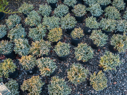 Blue Star Juniper in pot at Settlemyre Nursery - 1 Gallon
