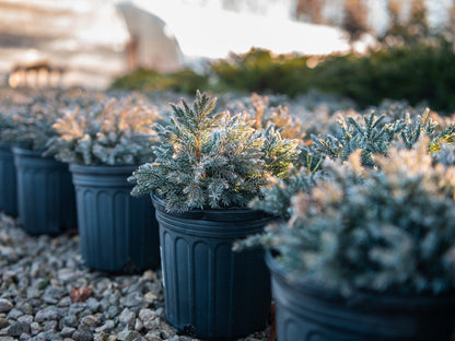 Blue Star Juniper