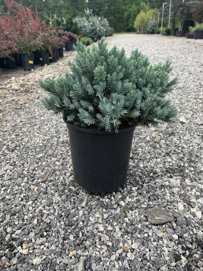 Blue Star Juniper