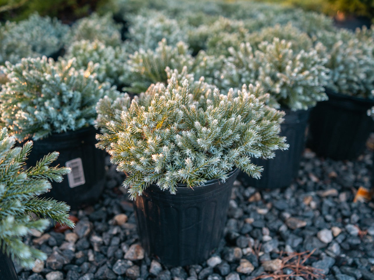 Blue Star Juniper in pot at Settlemyre Nursery - 1 Gallon