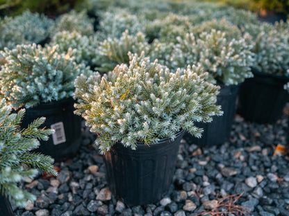 Blue Star Juniper in pot at Settlemyre Nursery - 1 Gallon