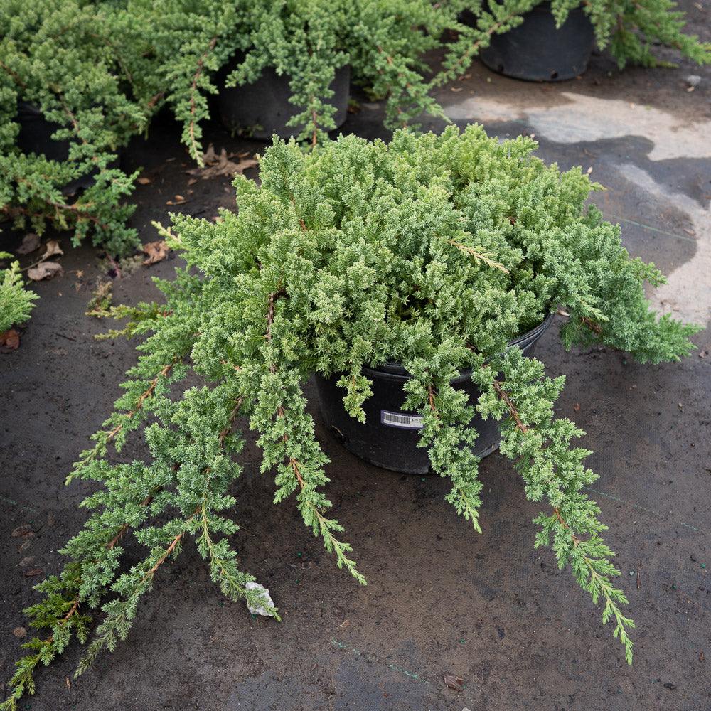 Juniper Procumbens Nana