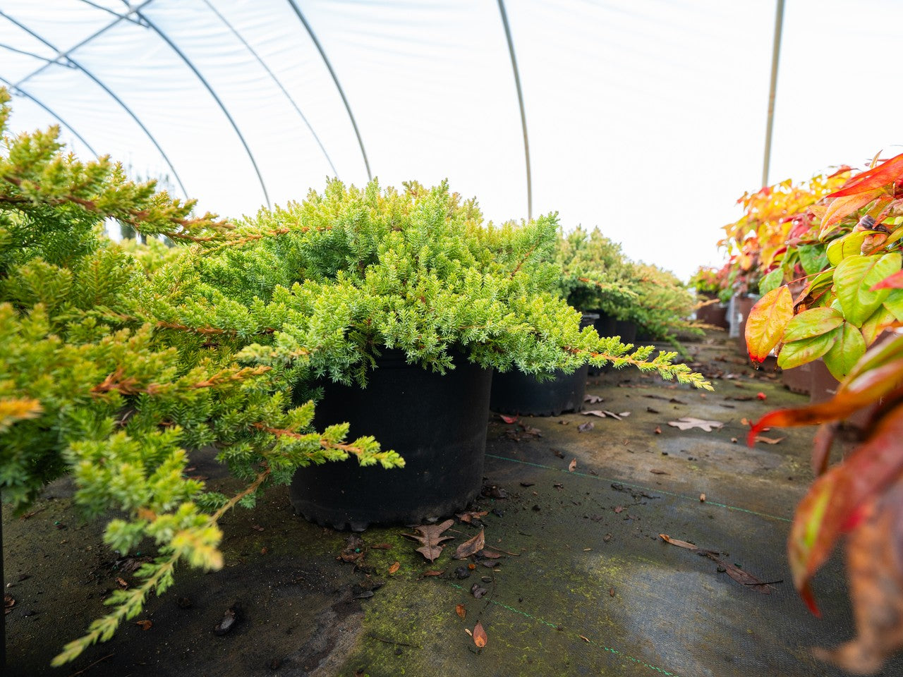 Juniper Procumbens Nana