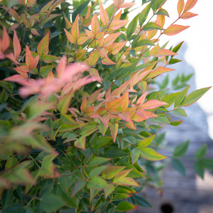 Nandina Gulf Stream